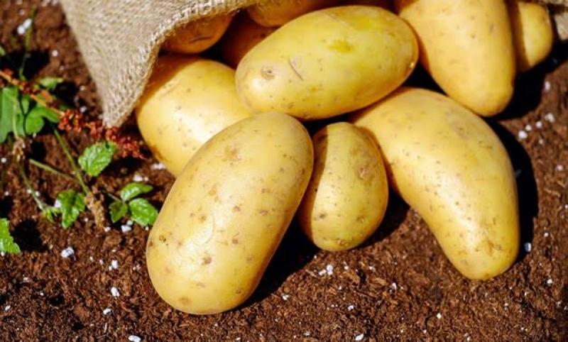 انخفاض قيمة الجنيه يرفع الطلب على البطاطس المصرية في السوق الأوروبي