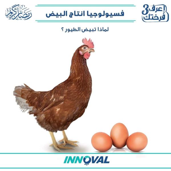 «اينوفال» تكشف فسيولوجيا إنتاج البيض ضمن «اعرف فرختك»