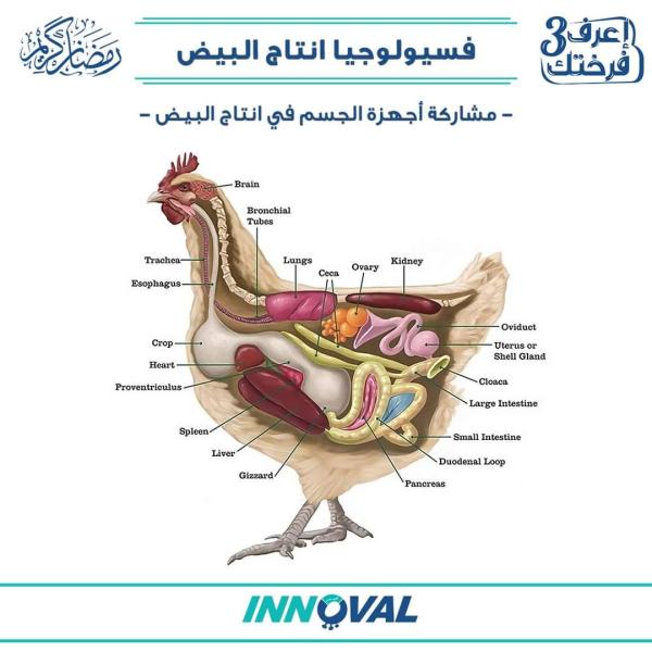 «اينوفال» توضح دور مشاركة أجهزة الجسم بالدواجن فى إنتاج البيض