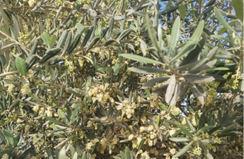 صورة لحالة تزهير أشجار الزيتون في أحد مزارع منطقة وادي النطرون لموسم 2024
