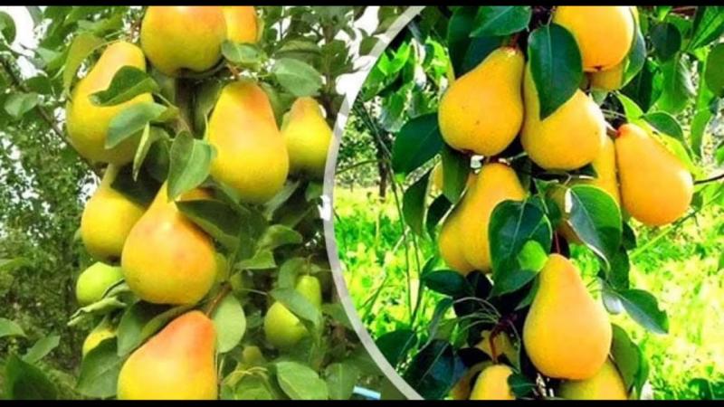 أهم المعاملات الزراعية للفاكهة المتساقطة خلال شهر إبريل