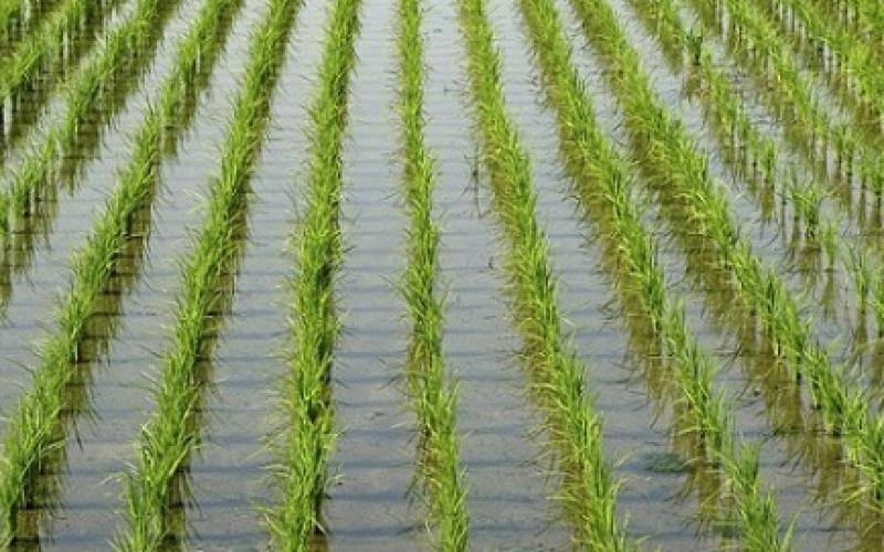 لمزارعي الأرز.. 5 خطوات هامة قبل زراعة المحصول