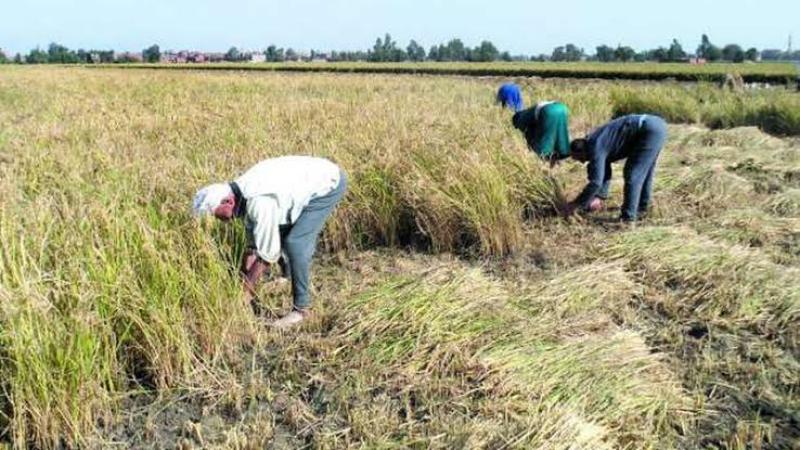 زراعة الأرز في الدقهلية 