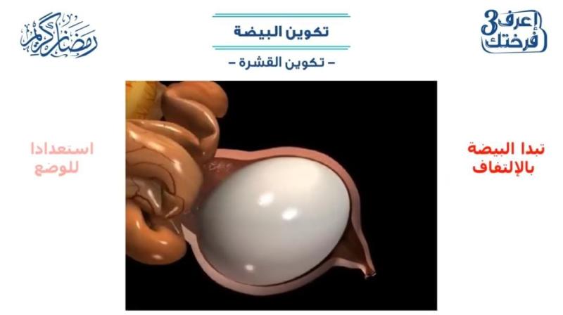 «اينوفال» توضح تكوينات طبقات قشرة البيضة  ضمن «اعرف فرختك»