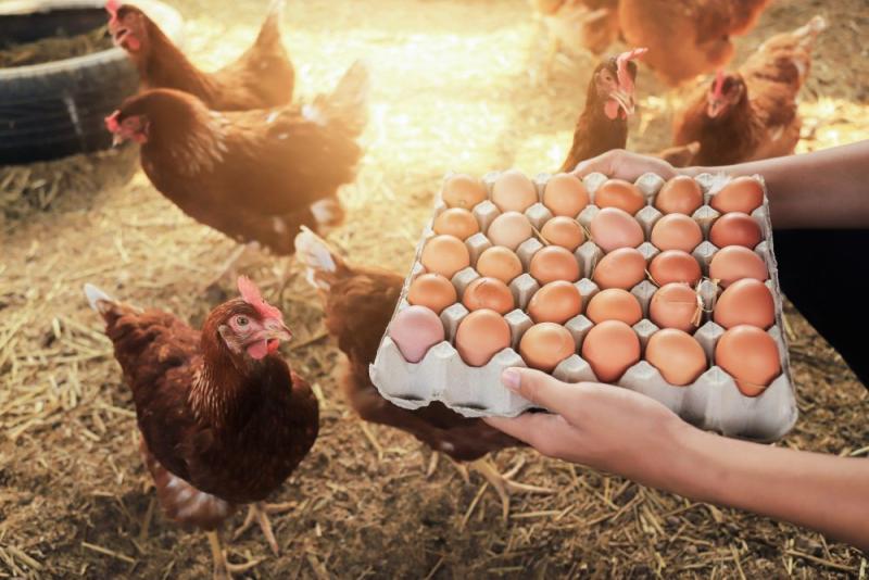 إنخفاض أسعار الدواجن وارتفاع بيض المائدة
