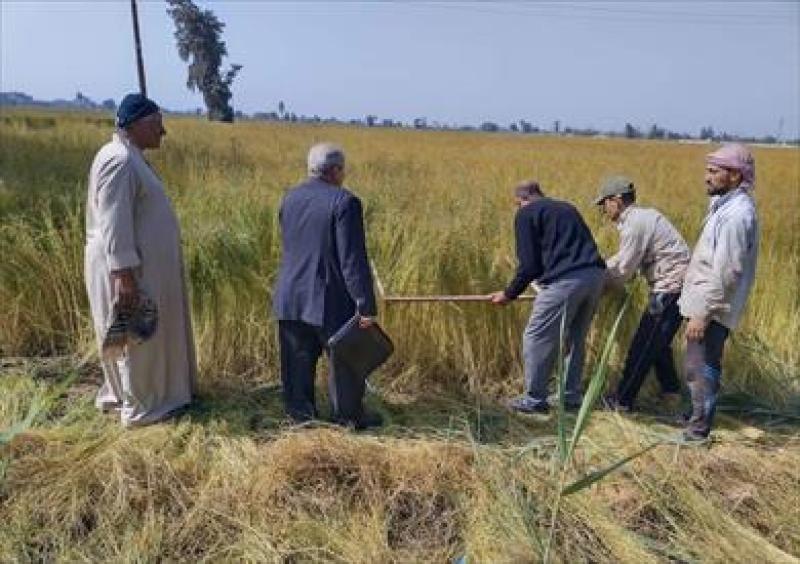 حصاد الكتان بقرية بني عامر في محافظة الشرقية