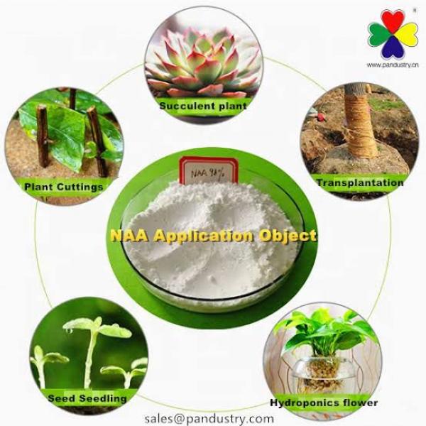 تعرف على أهمية ومواعيد رش منظمات النمو «الهرمونات» للنباتات