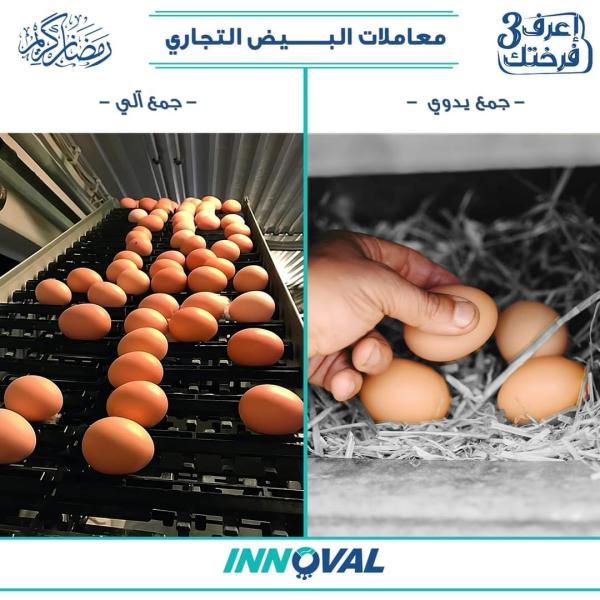 «اينوفال» توضح معاملات البيض التجاري السليمة ضمن «اعرف فرختك»