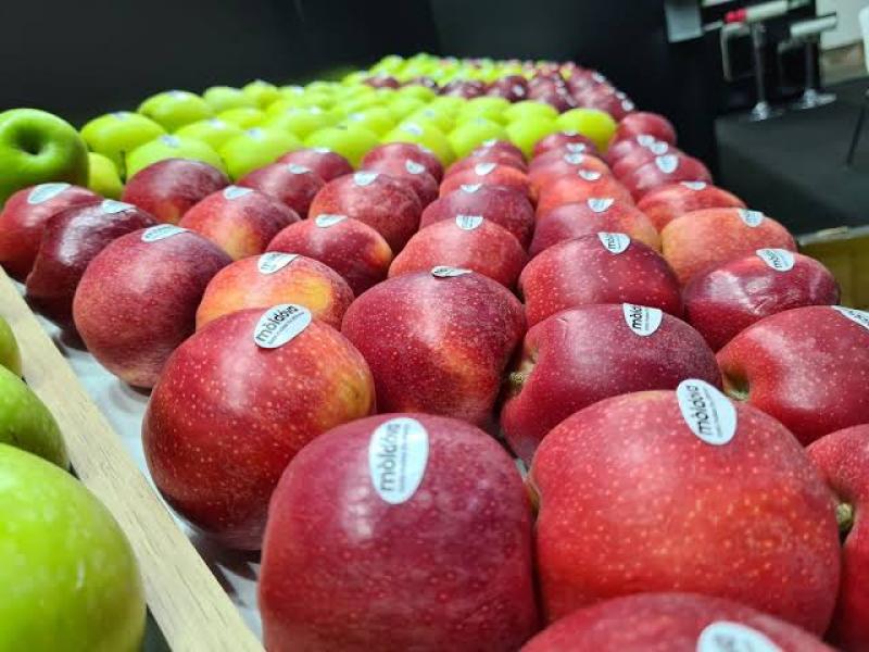 مولدوفا ترفع صادراتها من التفاح للاتحاد الأوروبي وآسيا خلال مارس
