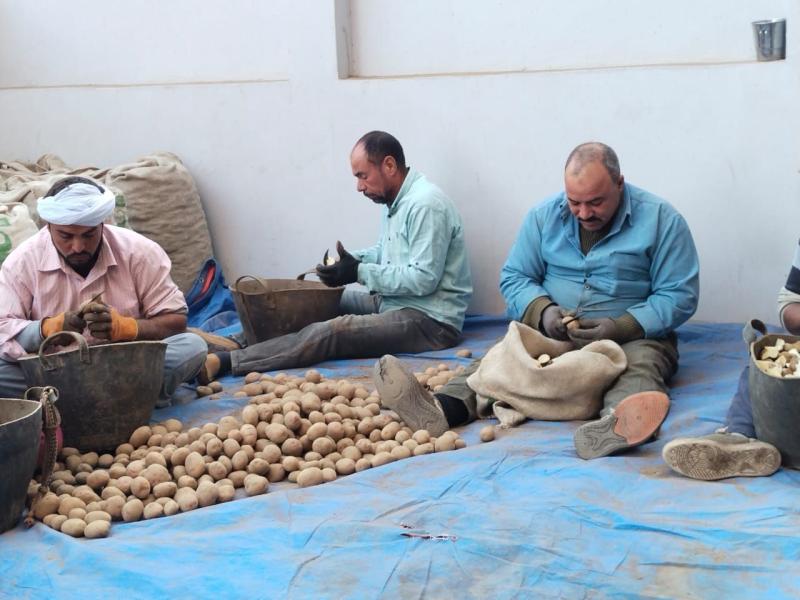 «تغيرات المناخ» يكشف أفضل طرق التعامل مع تحجيم البطاطس الضعيفة قبل التقليع