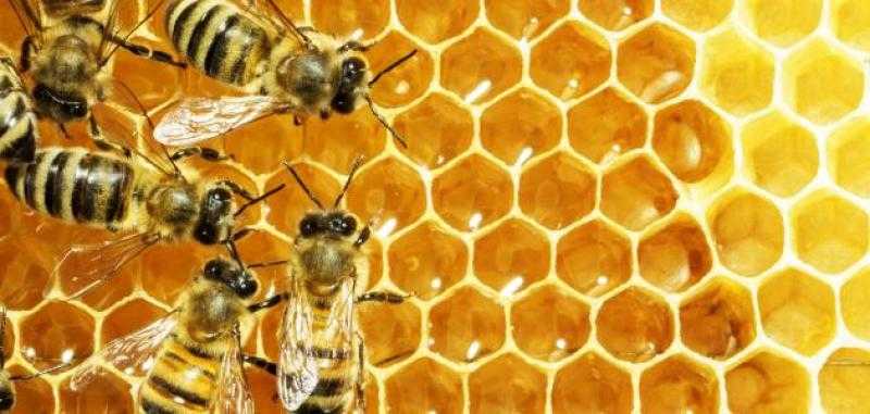 نحل العسل.. قواعد انشاء المناحل بالأراضي الزراعية الجديدة