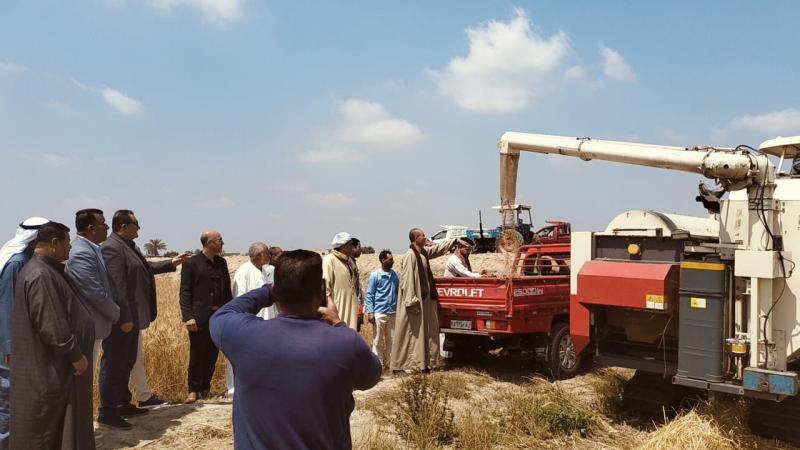 افتتاح موسم حصاد القمح في سيناء