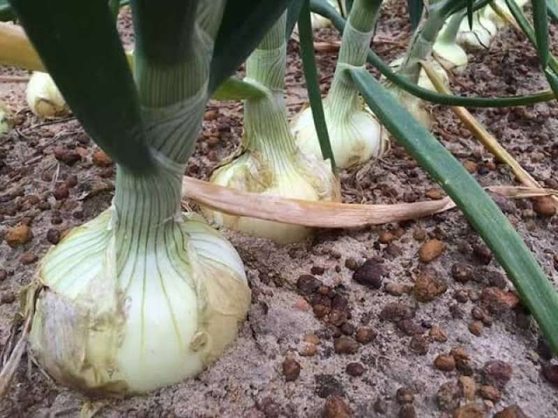 الزراعة تكشف عن أفضل طرق التحجيم في البصل