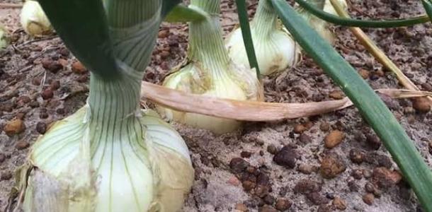 الزراعة تكشف عن أفضل طرق التحجيم في البصل