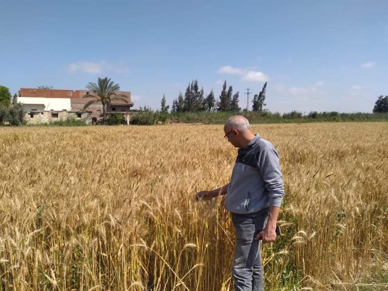 الزراعة تتابع حالة حقول القمح بالإسكندرية