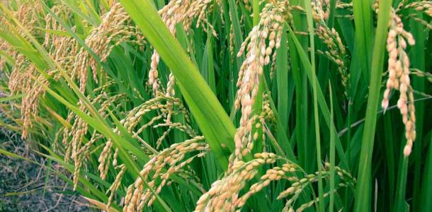 أستاذ محاصيل حقلية يوضح المعاملات المناسبة لمقاومة مرض البكانا فى الأرز