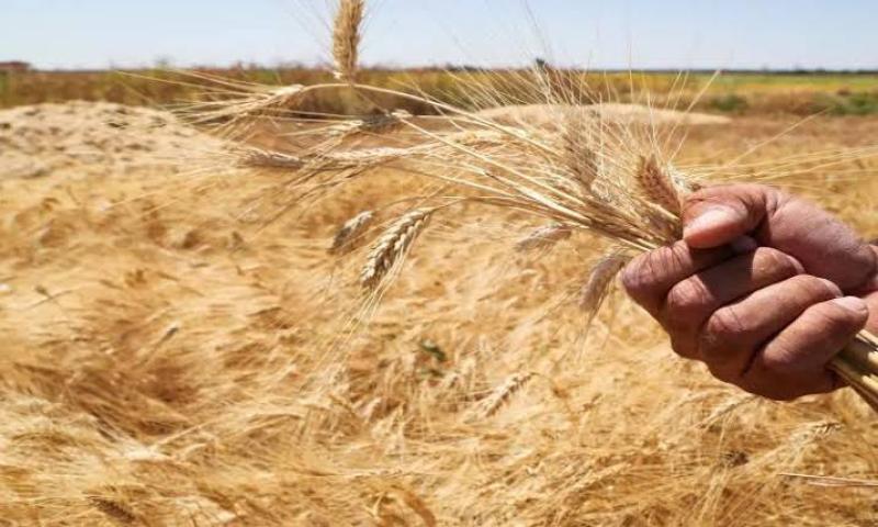 الزراعة والتموين يتابعان حصاد وتخزين القمح بالإسماعيلية
