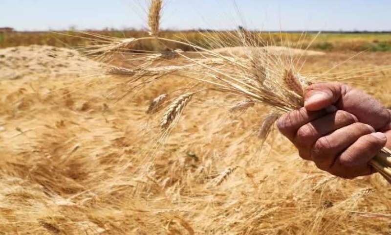 الزراعة والتموين يتابعان حصاد وتخزين القمح بالإسماعيلية