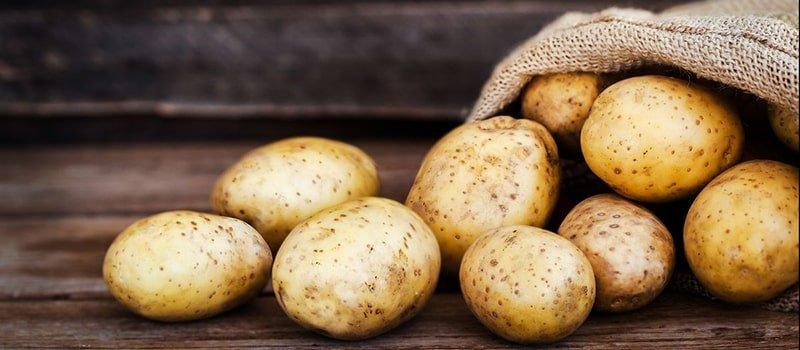تأثير الحرارة على محصول البطاطس
