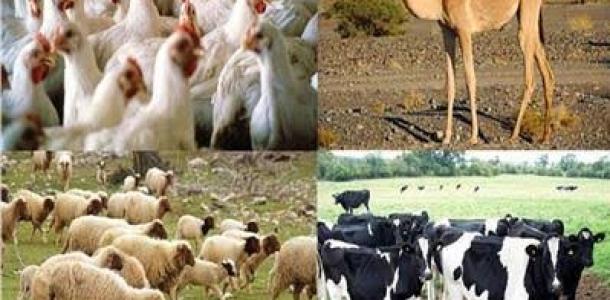 الزراعة تصدر 15 نصيحة قبيل الموجة الحارة لمربي الماشية والدواجن