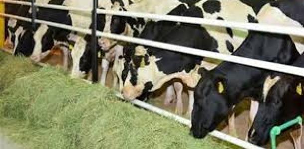 محلى او مستورد.. تفاصيل قرض مشروع تربية الماشية من البنك الزراعي المصرى