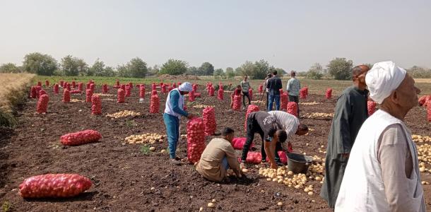 في يوم الحصاد.. مزارعون البطاطس يشيدون بتوفير تقاوي عالية الإنتاجية