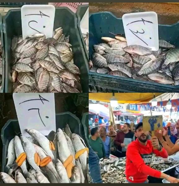 انهيار اسعار الاسماك في بورسعيد 