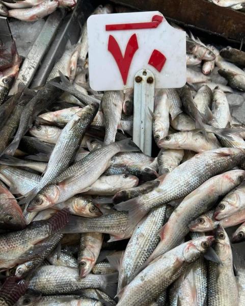 مقاطعة الأسماك في بورسعيد 