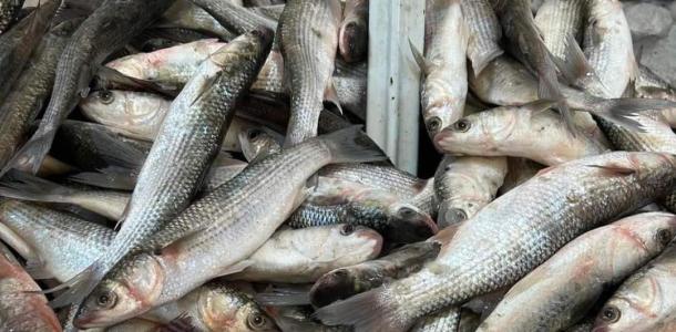 «تجارية بورسعيد» تفجر مفاجأة عن حملة مقاطعة الأسماك