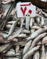 «تجارية بورسعيد» تفجر مفاجأة عن حملة مقاطعة الأسماك