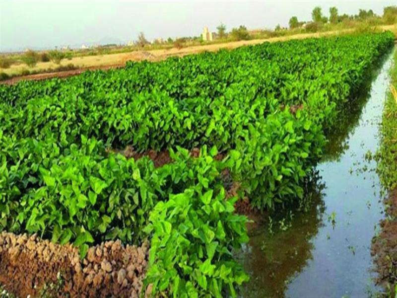  مناخ الزراعة يحذر من أمطار قد تصل لحد السيول