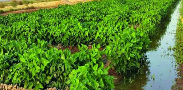 توصيات «مناخ الزراعة» للتعامل مع المحاصيل بعد انتهاء الكتلة الحارة.. ويحذر من السيول