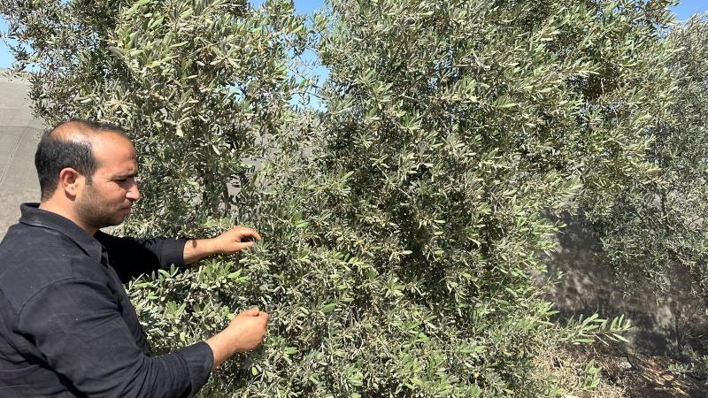 مزارع يفحص العقد الثمري في أشجار الزيتون