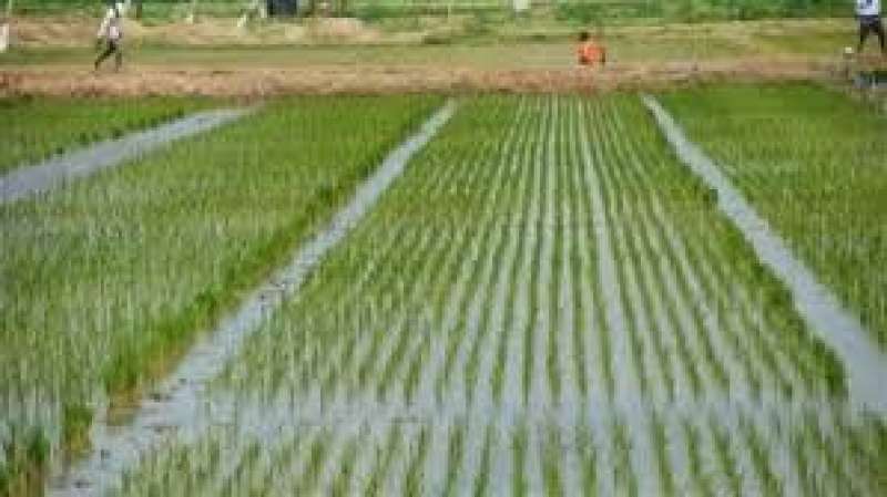 مناخ الزراعة يوضح أفضل الأصناف لزراعة الأرز للموسم الجديد 2024