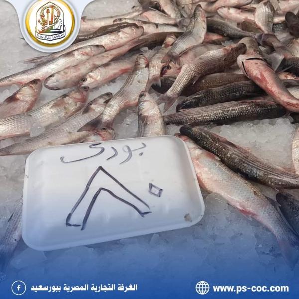 تجار بورسعيد يخفضون أسعار الأسماك بنسب وصلت إلى 50%