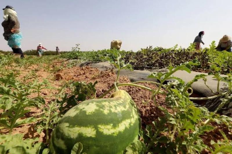 محصول البطيخ فى المغرب وإسبانيا وفرنسا