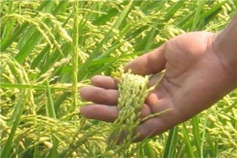 معاملات تقاوي الأرز بالمبيدات لعلاج مرض البكانا 