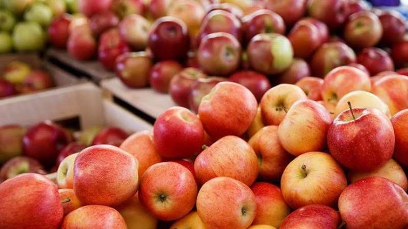 تضرر محصول أوكرانيا من التفاح بسبب الصقيع