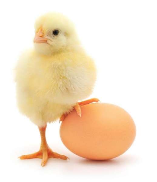 ننشر الأسباب الحقيقية لتراجع أسعار البيض في المزارع