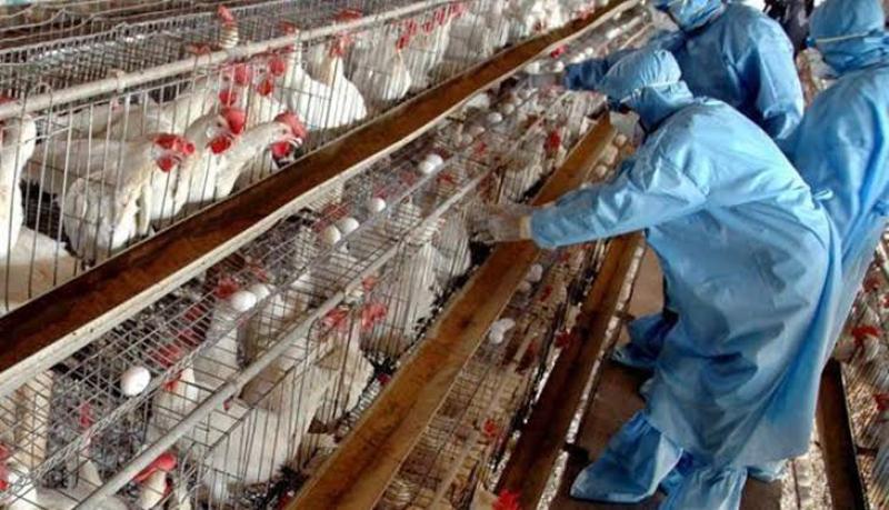وزارة الزراعة الأمريكية: إمدادات اللحوم آمنة من إنفلونزا الطيور