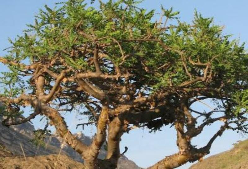 شجرة اللبان المر المعروف باسم اللبان العماني (الدكر)