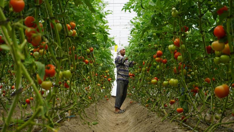 زراعة محصول الطماطم