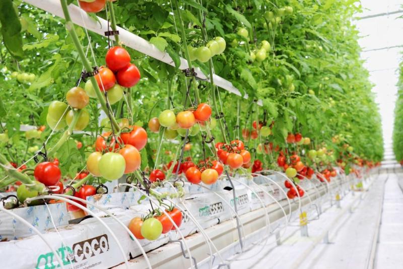 تعرف على أول حصاد للطماطم في دفيئة للطاقة الحرارية
