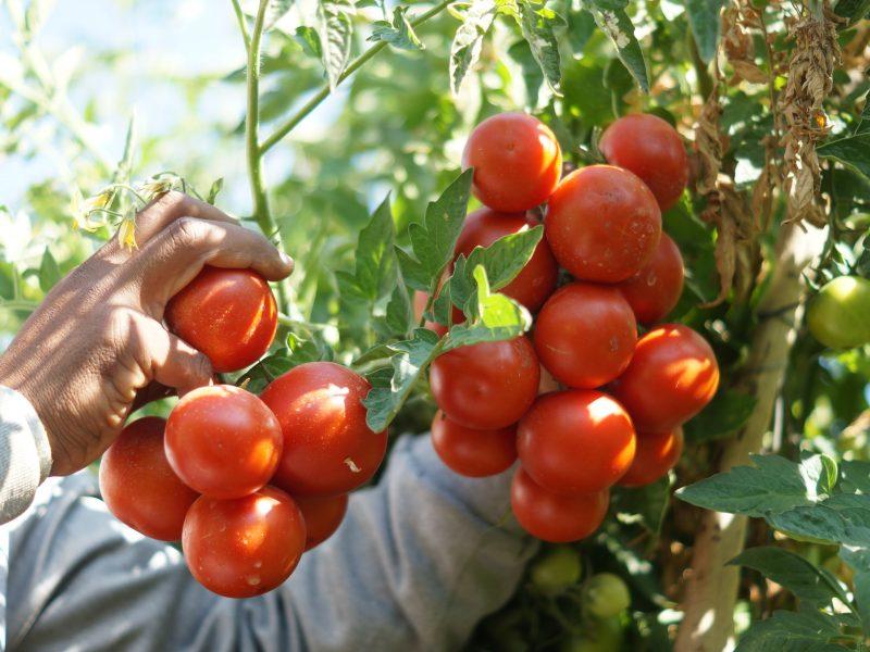 واردات الطماطم المغربية