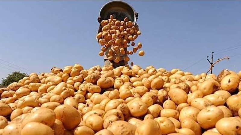 البطاطس المصرية تغزو أسواق آسيا الوسطى