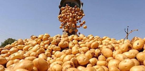 البطاطس المصرية تغزو أسواق آسيا الوسطى