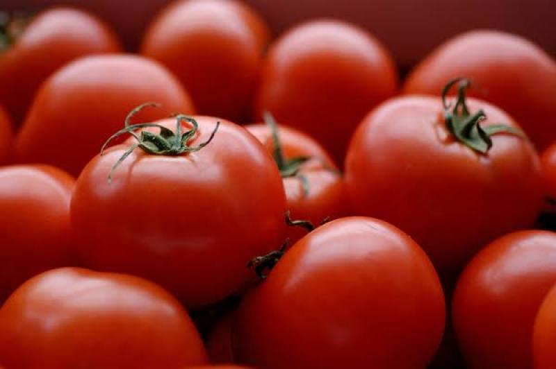 واردات أوروبا من المغرب تضع الطماطم الإسبانية في ورطة