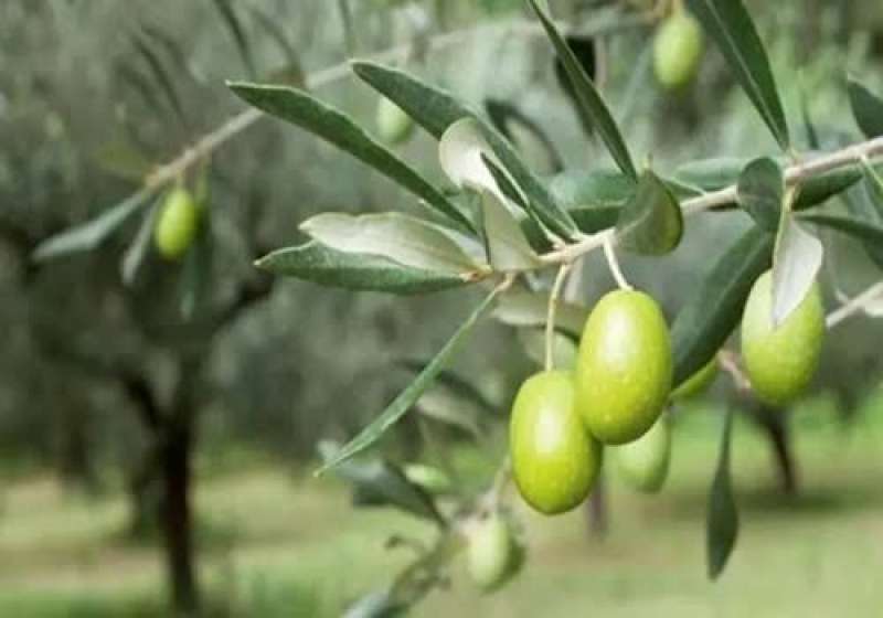 فوائد الأوكسينات والسيتوكينينات لأشجار الزيتون