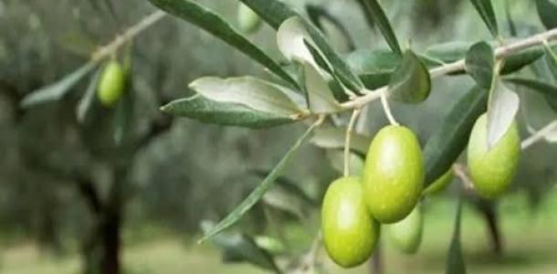 فوائد الأوكسينات والسيتوكينينات لأشجار الزيتون