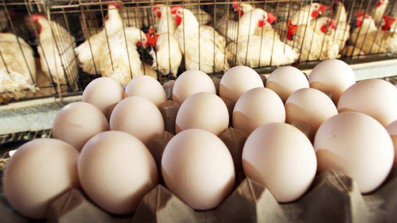 ارتفاع سعر طبق البيض اليوم الإثنين 6 - 5 - 2024